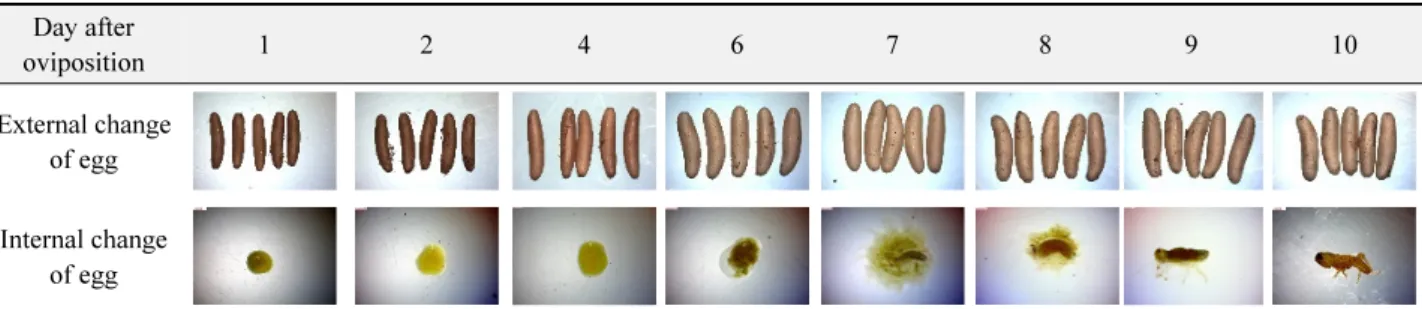 Table 1.  Morphological change of egg at days after oviposition Day after  oviposition 1 2 4 6 7 8 9 10 External change  of egg  Internal change  of egg 