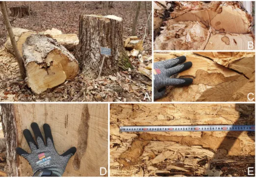 Fig. 1.  Dissection of a Jolcham oak (Quercus serrata) damaged by Callipogon relictus