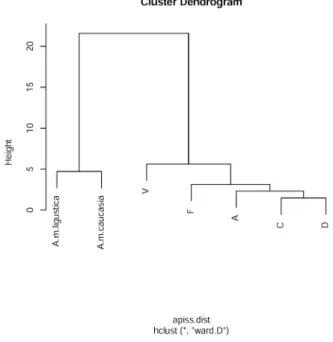 Fig. 6.  The classification of inbred lines A. mellifera L. and origin  colonies A. m