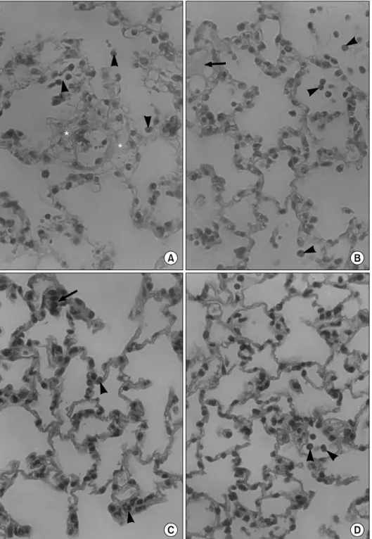 Figure 1. Histological  changes in the lung after instillation of PAF (5μg) into the trachea