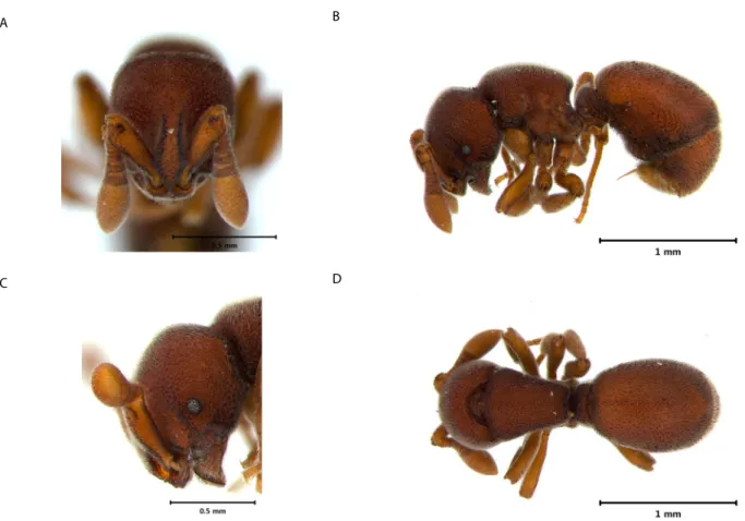 Fig. 1.  Discothyrea sauteri Forel. A: frontal view of the head; B: lateral view of the body; C: lateral view of the head; D: Dorsal view of the body.