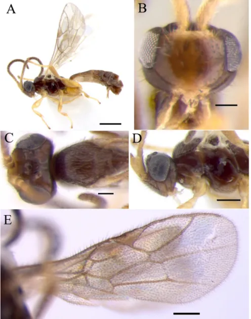 Fig. 1.  Stenomacrus deletus (Thomson, 1897). A, Habitus in lateral view; B. Head in frontal view; C