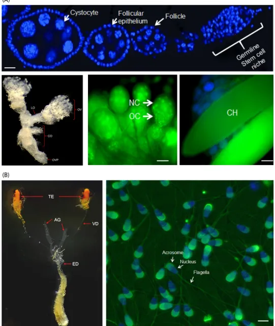 Fig. 1 . Internal reproductive systems of  Z. scutellata and oocyte and sperm development