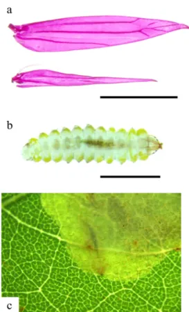 Fig. 2. C. ostensackenella. a, wing; b, larva; c, larva inside the mine. 