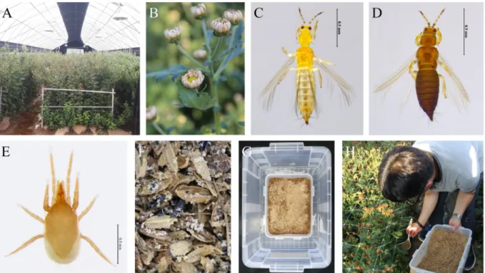 Fig. 1.  Experimental condition for control of thrips using the soil-dwelling predatory mite, Stratiolaelaps scimitus