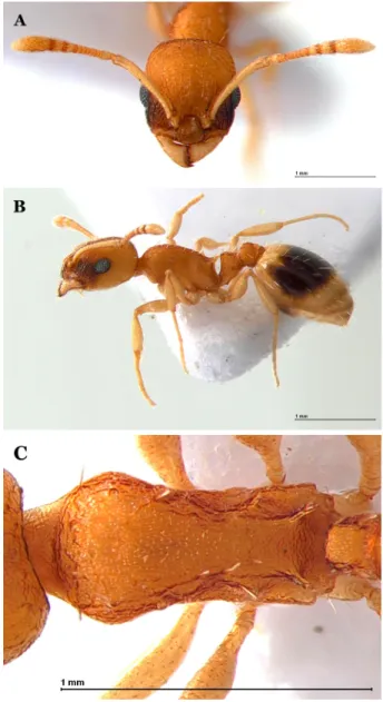 Fig. 2.  Temnothorax pisarskii  Radchenko: A, frontal view of head; 