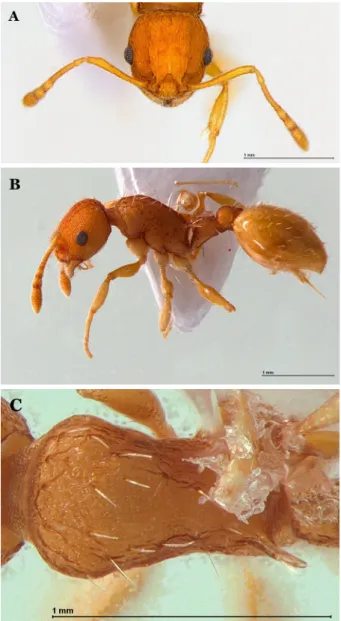 Fig. 4.  Temnothorax xanthos  Radchenko: A, frontal view of head; 