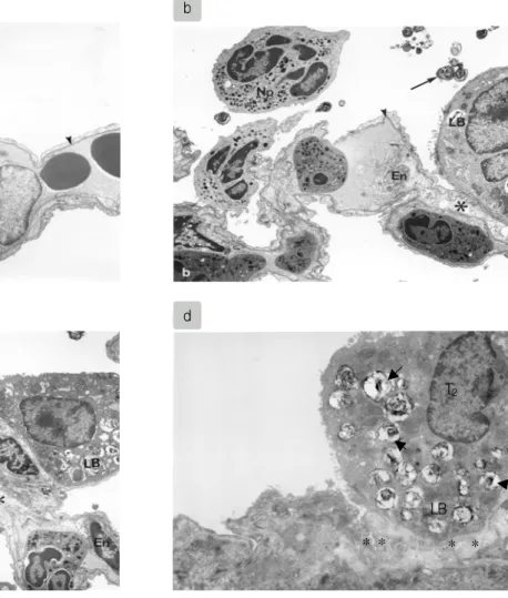 Figure  5.  Ultrastructural  findings  in  the  lungs  of  the  rats  according  to  the  experimental  conditions