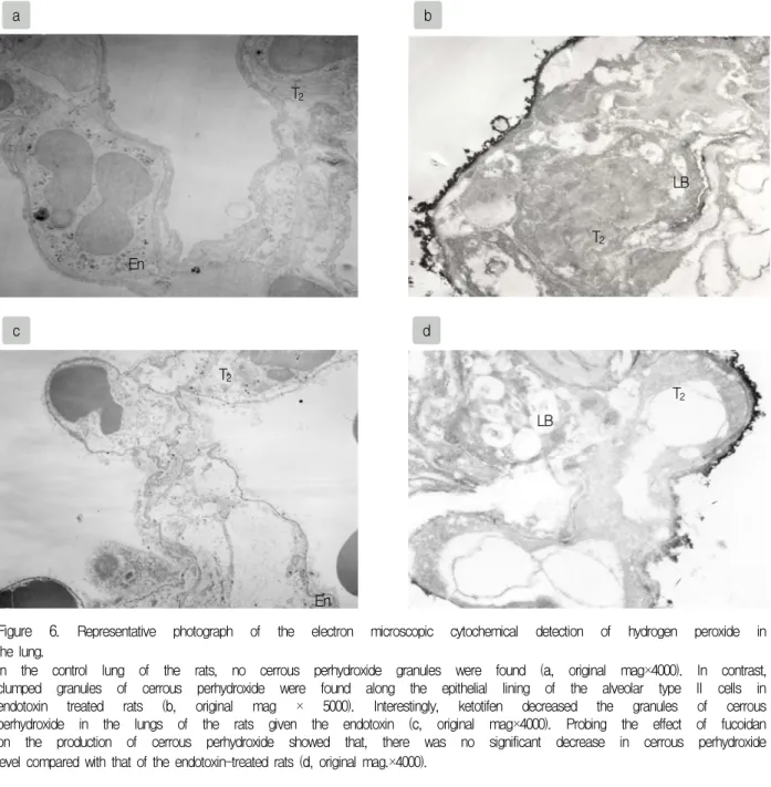 Figure  6.  Representative  photograph  of  the  electron  microscopic  cytochemical  detection  of  hydrogen  peroxide  in  the  lung