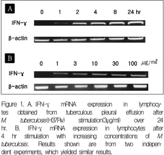 Figure 1. A. IFN-γ  mRNA  expression  in  lymphocy