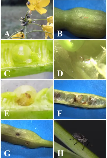 Fig. 1.  Developmental stages of  Ceutorhynchus obstrictus  (cabbage seedpod weevil, CSPW) in rapeseed