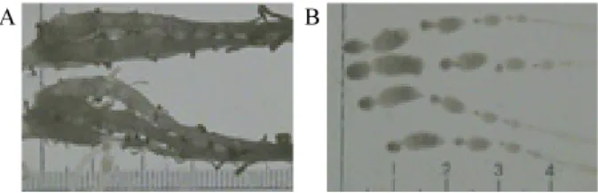 Fig. 1.  Ovarioles (A) and eggs (B) of mated B. ignitus  queen.