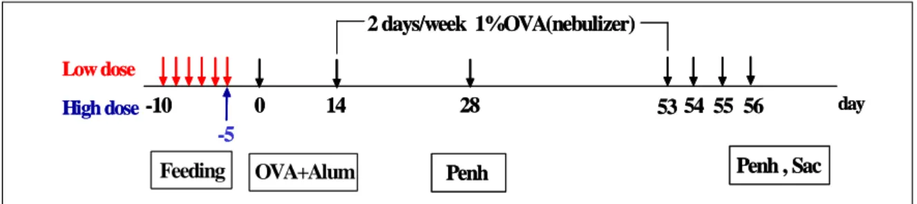 Figure  1 .  Experimental  protocol. 