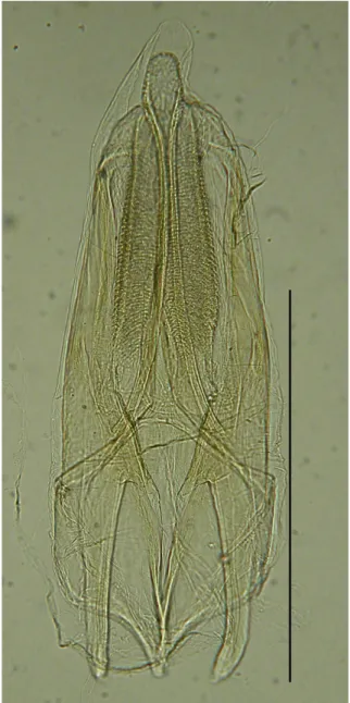 Fig. 2.  Aedeagus of Macropogon sibiricus  Motschulsky from Korea.