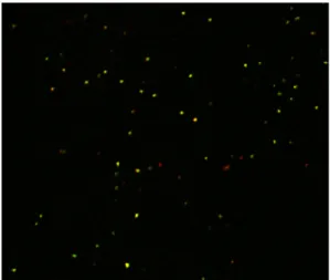 Fig. 2. Fluorescence microscopy of clinically isola ted M. tuberculosis, which were resistant to all antituberculosis drugs (Magnification x400).