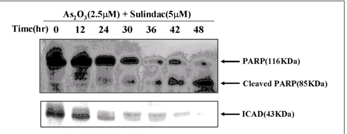 Fig. 5. Combination treatment of As 2 O 3 and sulindac induced the expression of Fas and Fas/L proteins in NCI-H157 cells