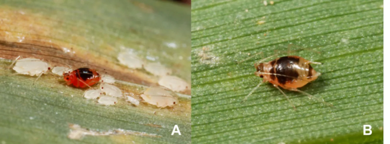 Fig. 2.  Apterous viviparous female of K. arthraxonis. A, body; B, SIPH; C, cauda; D, URS; E, head; F, Antenna.