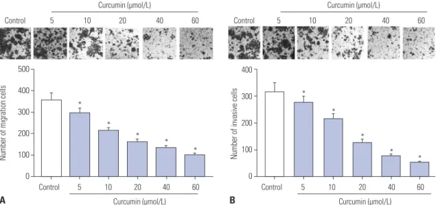 Fig. 2. Curcumin repressed the migration and invasion of SU-DHL-8 cells. SU-DHL-8 cells were treated with different concentrations (0, 5, 10, 20, 40, and  60 μmol/L) of curcumin for 24 h, followed by the measurement of cell migration (A) and invasion (B) a