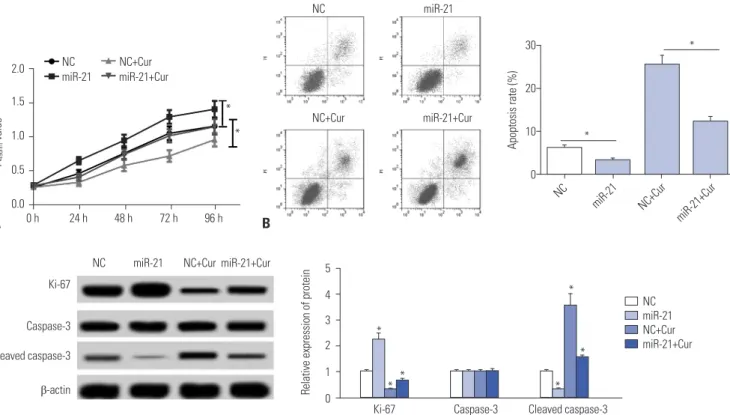 Fig. 4. The effects of curcumin on proliferation and apoptosis were mediated by miR-21 in SU-DHL-8 cells