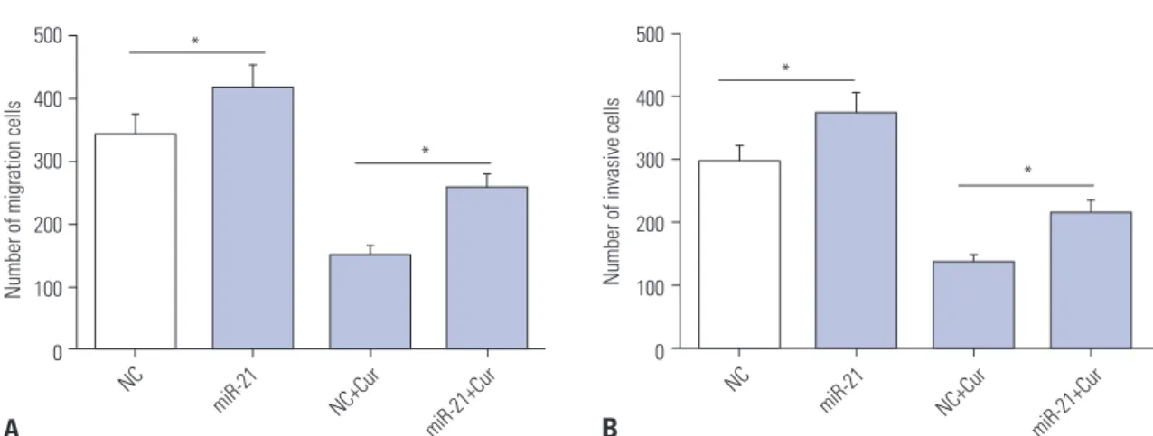 Fig. 5. Curcumin exerted its anti-migration and anti-invasion effects by miR-21 in SU-DHL-8 cells