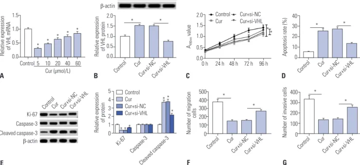 Fig. 7. Curcumin exerted its regulatory effects by VHL in SU-DHL-8 cells. (A) SU-DHL-8 cells were treated with different concentrations (0, 5, 10, 20, 40,  and 60 μmol/L) of curcumin for 24 h, followed by the measurement of VHL mRNA expression