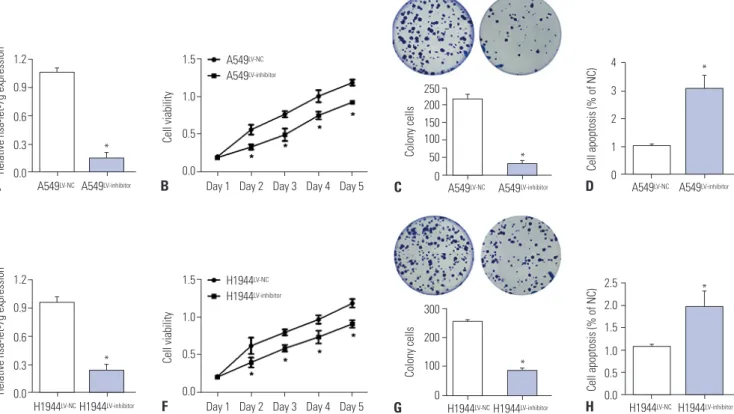 Fig. 2. Promotion of lung cancer by hsa-let-7g. (A) Expression of hsa-let-7g in A549 cells with a negative control lentivirus (LV-NC) or hsa-let-7g LV-in- LV-in-hibitor