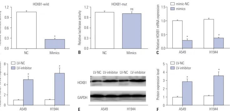 Fig. 4. Reversion in A549 cells. (A, B) The expression level of HOXB1 was significantly downregulated in A549 cells after co-transfection with LV-sh- LV-sh-HOXB1 and has-let-7g inhibitor, compared to cells transfected with has-let-7g inhibitor or negative 