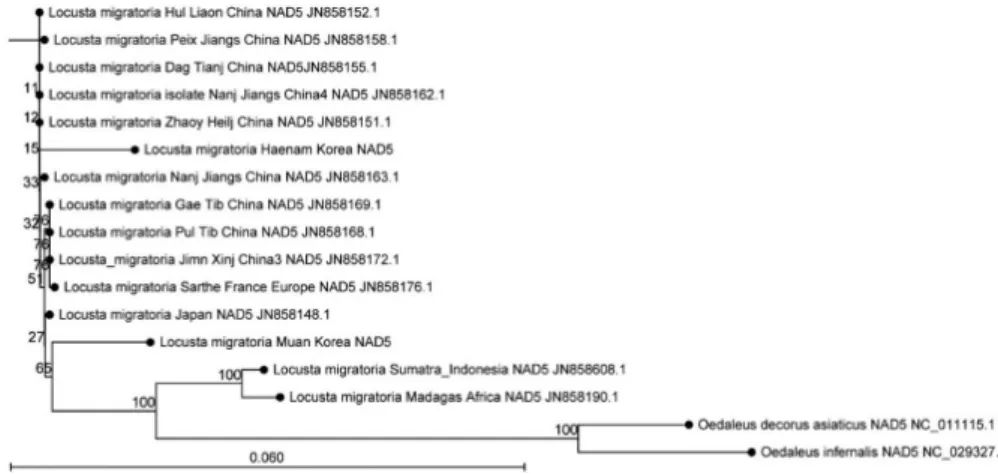 Fig. 3.  T Phylogenetic analysis using sequences of  NAD5  genes confirmed that Muan and Haenam migratory locusts might have different origins.