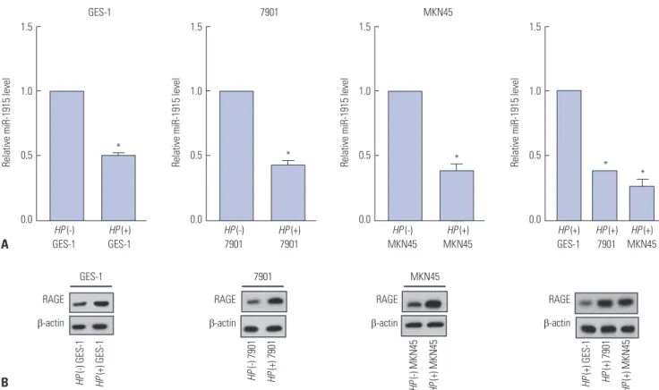 Fig. 2. Under-expressed miR-1915 and over-expressed RAGE in HP (+) GC cells. (A) HP infection was performed in human SGC-7901, MKN45 GC cell lines,  and GES-1 human gastric epithelial cell line
