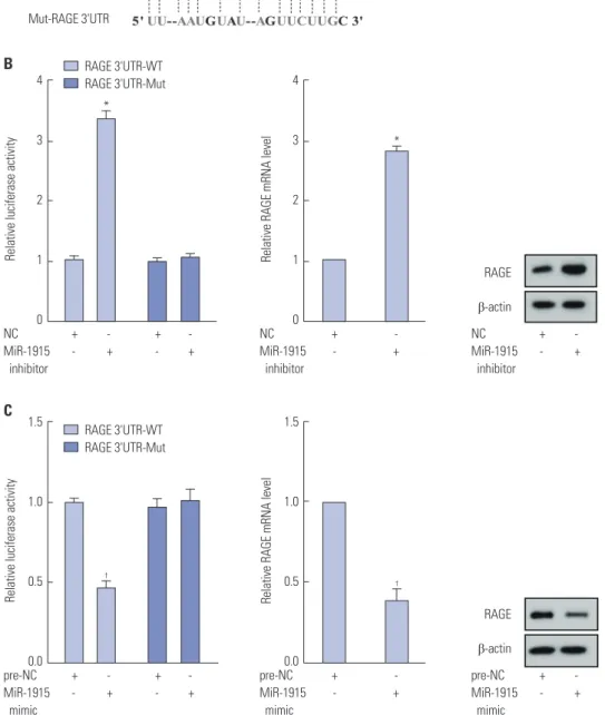 Fig. 4. Target relationship between miR-1915 and RAGE. (A) Complementary sequence information of miR-1915 and RAGE