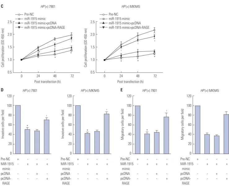 Fig. 5. Proliferation, invasion, and migration of HP (+) GC cells induced by miR-1915 and RAGE