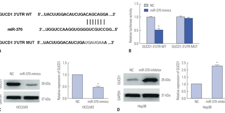 Fig. 5. GUCD1 was a direct target of miR-370 in HCC. (A) The putative binding sites of miR-370 in the GUCD1 3’-UTR
