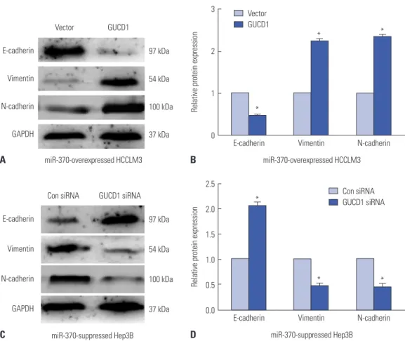 Fig. 7. Altering GUCD1 expression reversed the effect of miR-370 on cell EMT process in HCC