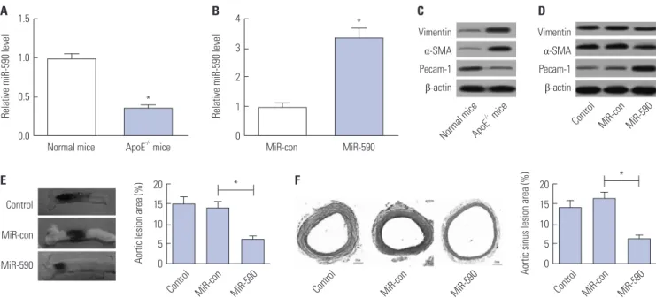 Fig. 1. The effects of miR-590 on atherosclerotic lesion in HFD-induced apoE -/-  mice