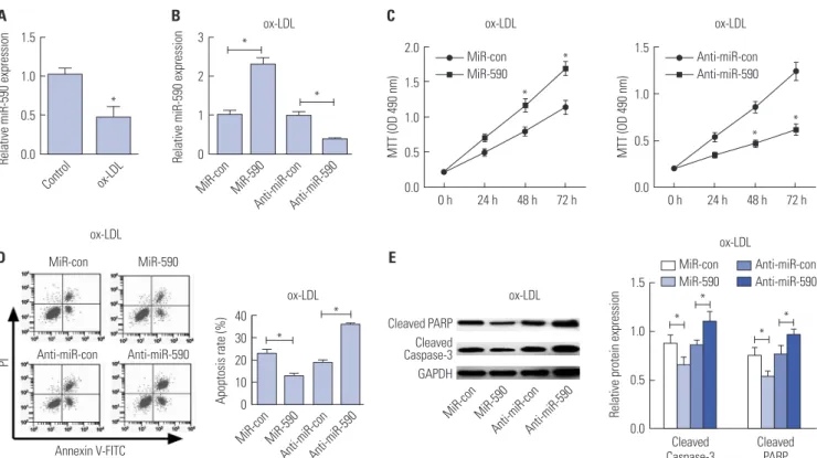 Fig. 2. The effects of miR-590 on the proliferation and apoptosis in ox-LDL-treated HAECs