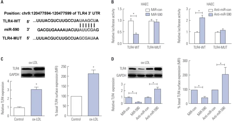 Fig. 3. MiR-590 directly targets TLR4 in ox-LDL-treated HAECs. (A) Bioinformatics analysis of the predicted interaction of miR-590 in the 3’UTR of TLR4
