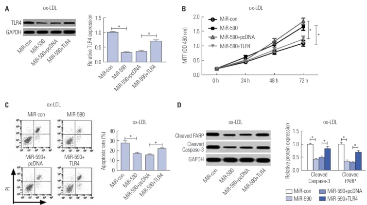 Fig. 4. Anti-miR-590 reverses TLR4 knockdown-mediated promotion of cell proliferation and suppression of apoptosis in ox-LDL-treated HAECs