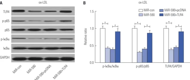 Fig. 5. The effects of miR-590 on the TLR4/NF-κB pathway in ox-LDL-treated HAECs. (A) Western blot analysis of TLR4, p-IκBα, IκBα, p-p65, and p65 in  HAECs after transfection with miR-590, miR-con, miR-590+TLR4, or miR-590+pcDNA, following ox-LDL challenge