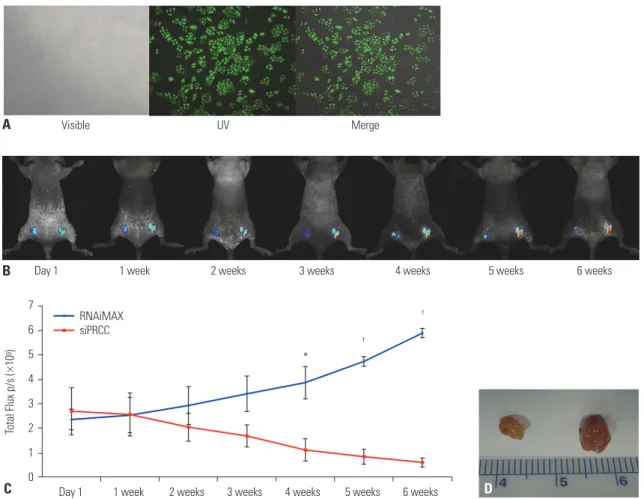 Fig. 7. siPRCC-mediated regression of established tumor growth in vivo. (A) Photograph of EGFP stable expressing NCI-H358 cells (H358-pEGFP-N1)