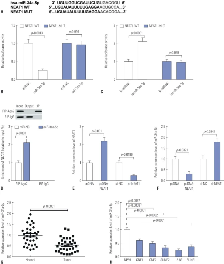 Fig. 2. NEAT1 directly binds to miR-34a-5p and suppresses miR-34a-5p expression. (A) The predicted miR-34a-5p binding sequence within NEAT1 wild- wild-type (WT) and a mutated form (MUT)