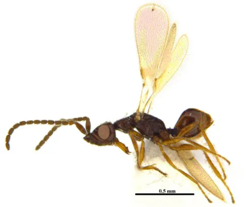 Fig. 2.  Eubroncus prodigiosus  (Yoshimoto, Kozlov and Trjapitzin, 1972), male. Habitus in lateral view.