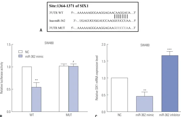 Fig. 4. SIX1 was a target of miR-362, and the expression of SIX1 was mediated by miR-362