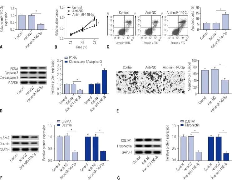 Fig. 2. miR-140-3p knockdown reduces cell fibrosis in HSC-T6 cells. miR-140-3p knockdown was obtained after transfection of anti-miR-140-3p into TGF- TGF-β1-induced HSC-T6 cells
