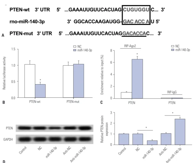 Fig. 3. PTEN is negatively regulated by miR-140-3p target binding in HSC-T6 cells. (A) Potential target sites (red) on PTEN 3’UTR were predicted on Tar- Tar-getScan software and mutated