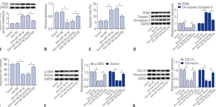 Fig. 4. PTEN silencing blocks the effect of miR-140-3p knockdown in activated HSC-T6 cells
