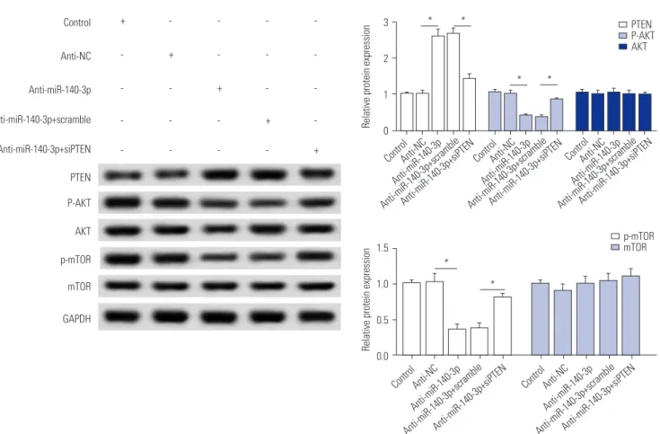 Fig. 5. miR-140-3p knockdown inactivates the AKT/mTOR signaling pathway, which is abolished by PTEN silencing
