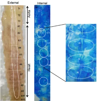 Fig. 1.  Structure of dorsal vessel of  P. interpunctella larvae. 