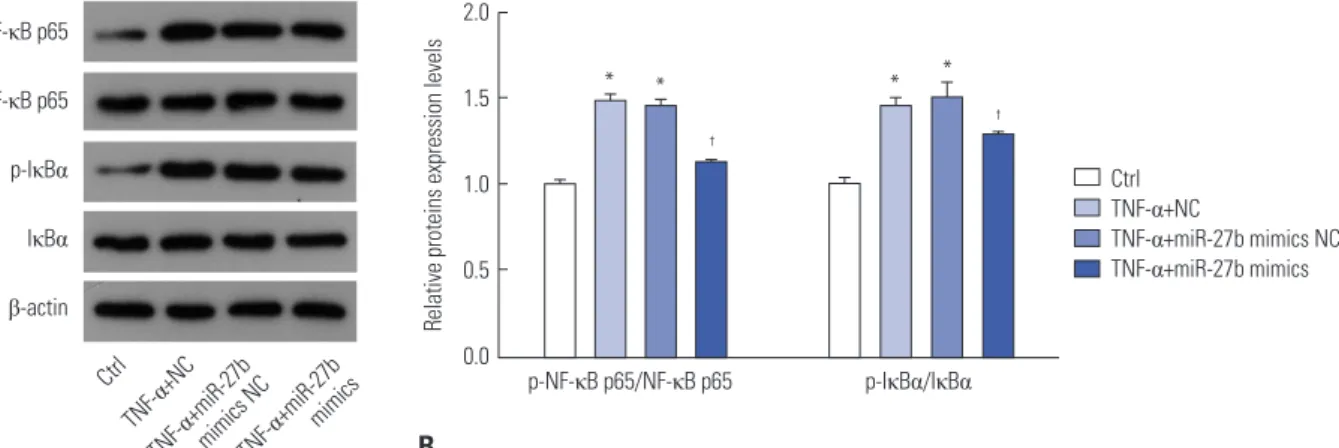 Fig. 5. The effect of miR-27b upregulation on the expression of IL-1β. (A) IL-1β mRNA expression levels in MH7A cells with different treatment were deter- deter-mined by q-PCR