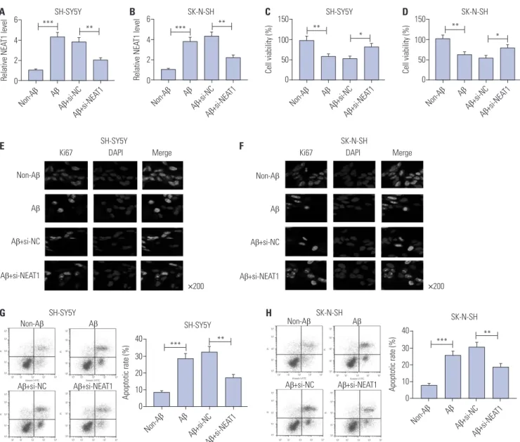 Fig. 2. Knockdown of NEAT1 attenuates Aβ-induced neuronal damage in SH-SY5Y and SK-N-SH cells
