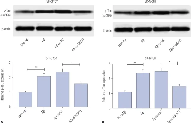 Fig. 3. Interference of NEAT1 weakens Aβ-induced phosphorylation of Tau in SH-SY5Y and SK-N-SH cells